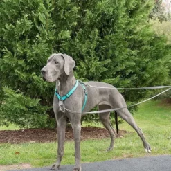 PetSafe Colliers, Harnais Et Licols<Anti-Traction Pour Chien