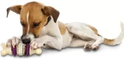 PetSafe Jouets Distributeurs De Friandises<Busy Buddy® Bristle Bone®