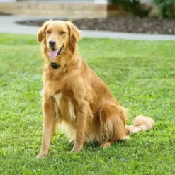 PetSafe Clôtures Anti-Fugue Sans Fil<Cl Ture Anti-Fugue Sans Fil Stay & Play® Avec Collier Piles Rempla Ables