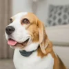 PetSafe Sonore & Ultrasons<Collier Anti-Aboiement Signal Sonore