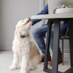 PetSafe Sonore & Ultrasons<Collier Anti-Aboiement Signal Sonore