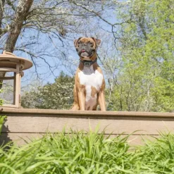 PetSafe Spray<Collier Anti-Aboiements Jet