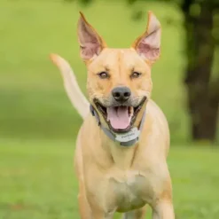 PetSafe Clôtures Anti-Fugue Avec Fil<Collier-R Cepteur Rechargeable In-Ground Fence Classique