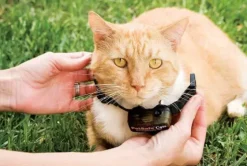 PetSafe Systèmes Anti-Fugue<Collier-R Cepteur Suppl Mentaire Pour Cl Ture Anti-Fugue De Luxe Avec Fil Pour Chats In-Ground Cat Fence