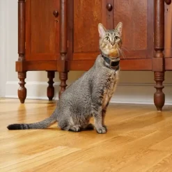 PetSafe Systèmes De Contournement<Collier-R Cepteur Suppl Mentaire Pawz Away®