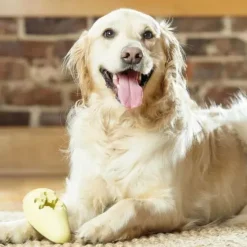 PetSafe Jouets Distributeurs De Friandises<Jouet Friandises Congelable Pour Chiens Frosty Cone