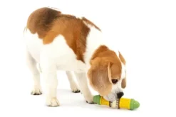 PetSafe Jouets Distributeurs De Friandises<Jouet Friandises Cravin' Corncob Pour Chien