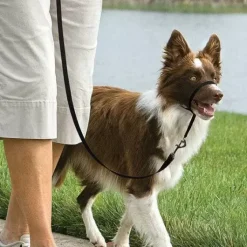 PetSafe Colliers, Harnais Et Licols<Licol Easy Walk®