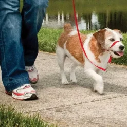 PetSafe Colliers, Harnais Et Licols<Licol Easy Walk®