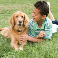 PetSafe Clôtures Anti-Fugue Avec Fil<Syst Me De Cl Ture Anti-Fugue Avec Fil In-Ground Fence